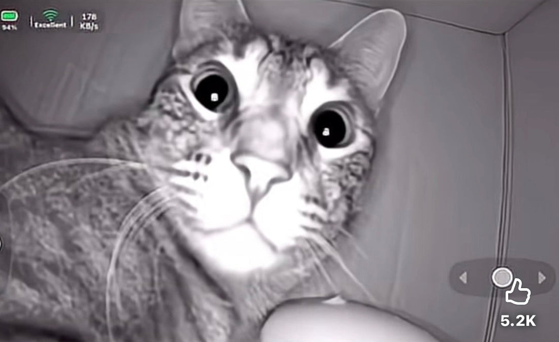 "I sent a robot into my cat's cardboard castle... and what it found changed everything." True Cat Crime Drama Ep. 1