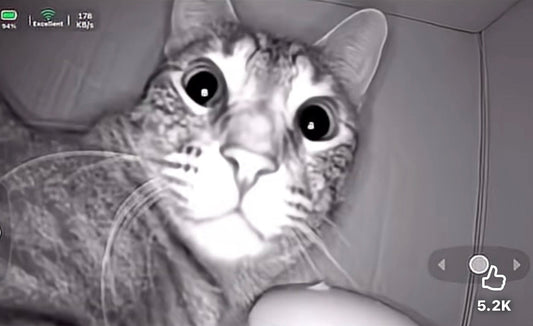 "I sent a robot into my cat's cardboard castle... and what it found changed everything." True Cat Crime Drama Ep. 1