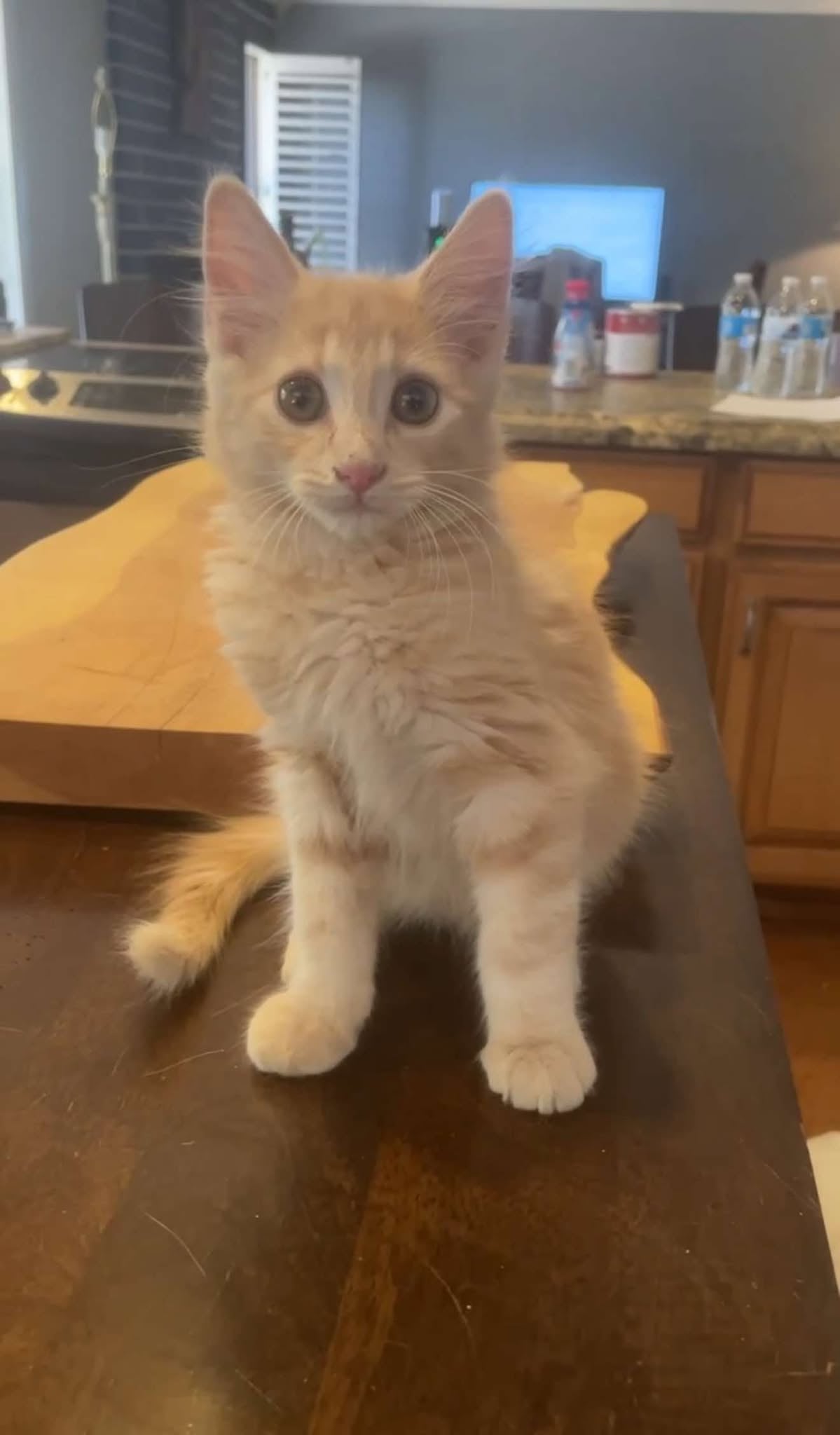 Oliver the Firecat – My Crazy Cat Life