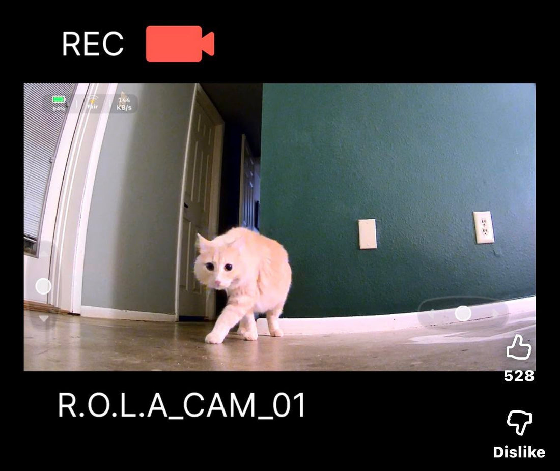 "I discovered that my cats are into organized crime!" True Cat Crime Drama Ep. 2
