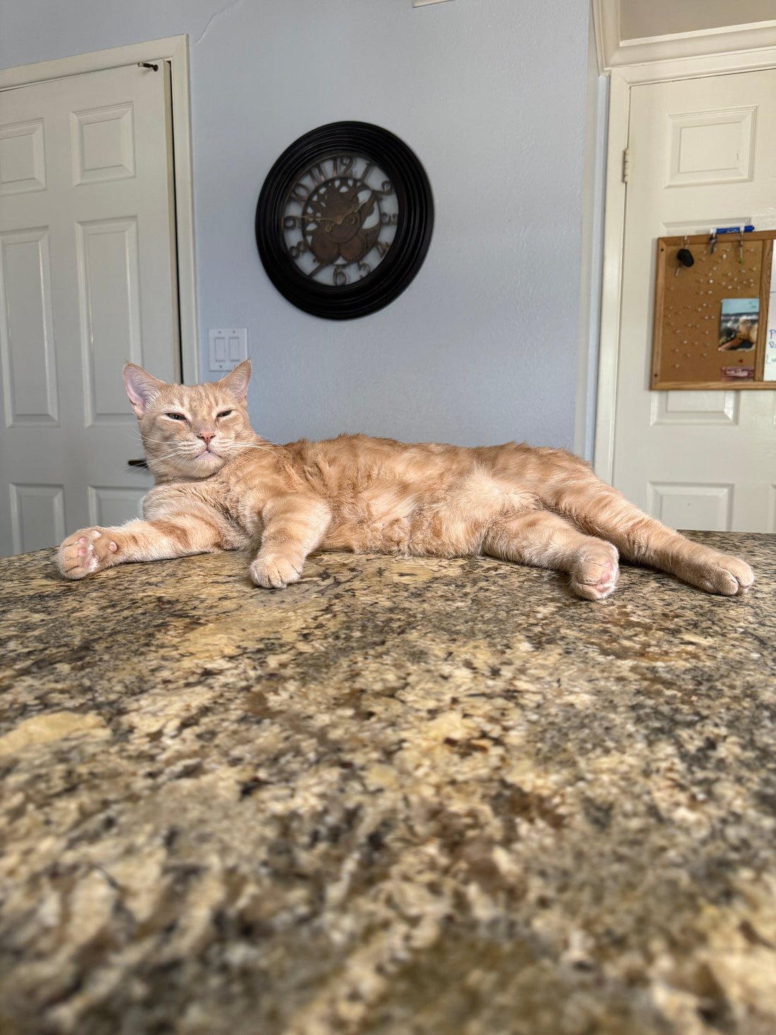 5 Things You Can Do To Help Keep Your Cat Mentally Healthy
