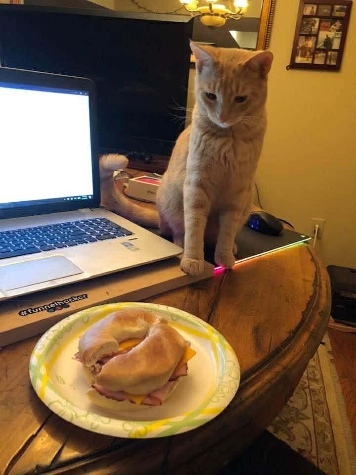 Safe Holiday Foods for Your Cats: A Cat Parent’s Guide